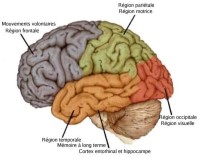 schéma des différentes régions d'un cerveau humain